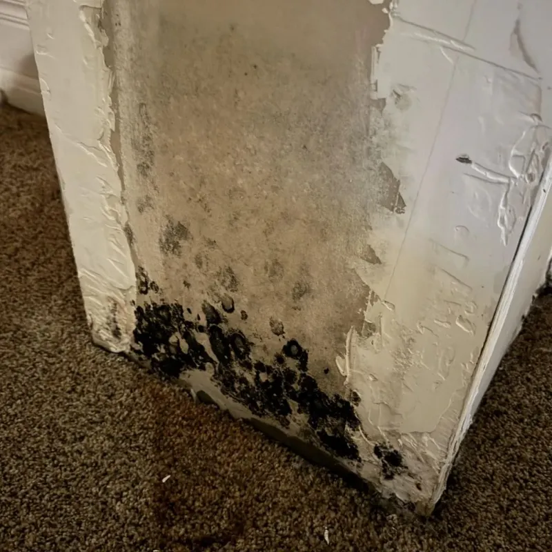Professional Mold Removal in Brandon, VT